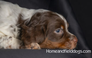 6 week old French Brittany puppies with ticking