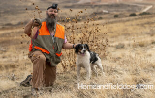 Male Black Tricolor French Brittany