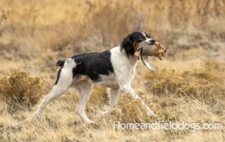 Male Black Tricolor French Brittany