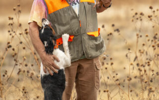 Male Black Tricolor French Brittany