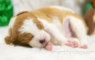 French Brittany for sale young puppies