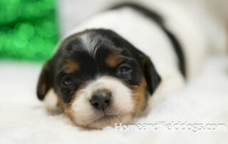 French Brittany for sale young puppies