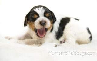 French Brittany for sale young puppies