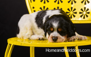 French brittany for sale Epagneul Breton