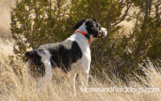 Black Tricolor male French Brittany Epagneul Breton