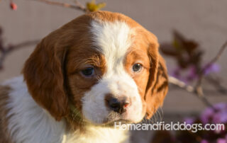 Epagneul Breton puppy for sale