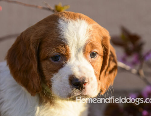 Will a French Brittany be a good pet in my home?