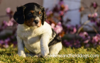 Epagneul Breton puppy for sale