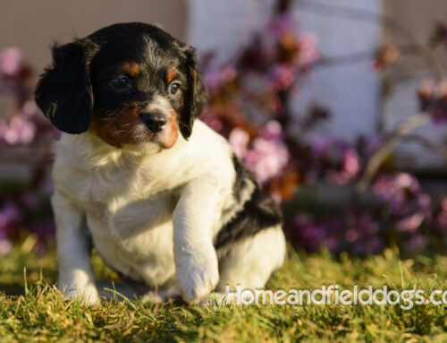 Meet Your Next Adventure Companion: The Irresistible Black Tricolor French Brittany Puppy