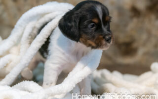 French Brittany puppies for sale playing with yarn and buttons