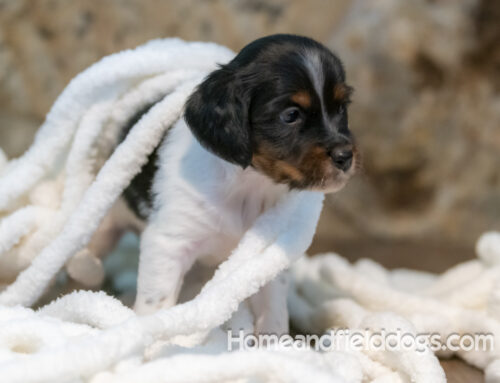 Is a French Brittany Puppy Right for You? Take the Quiz!