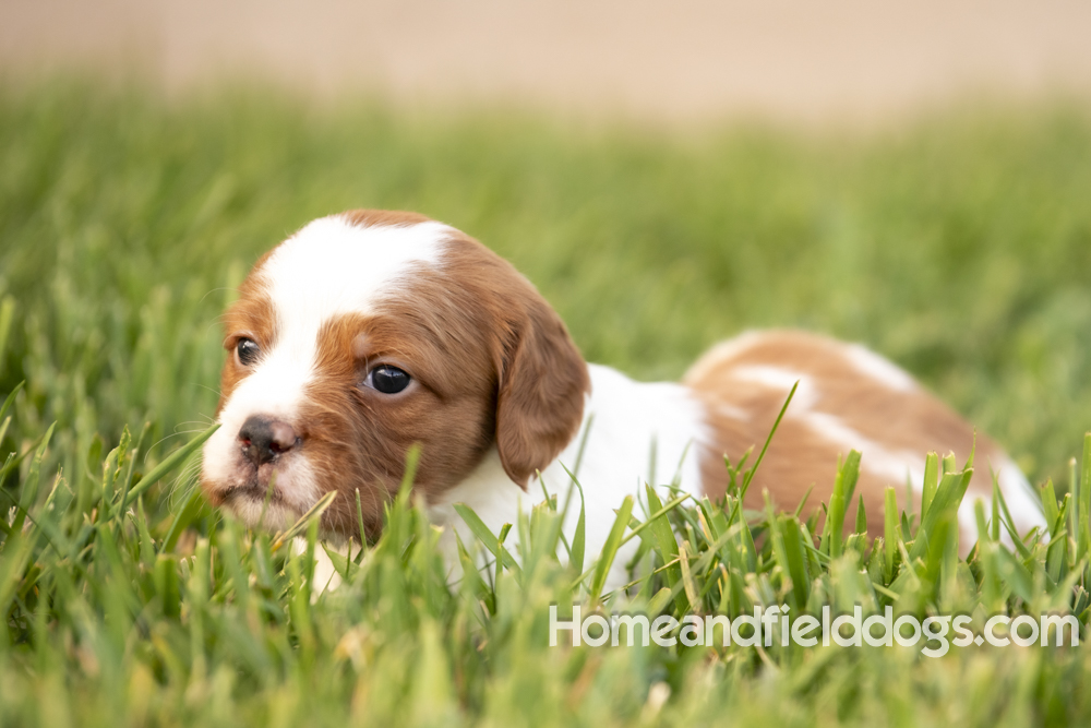 Tink X Tori 2026 4 weeks old orange male 1
