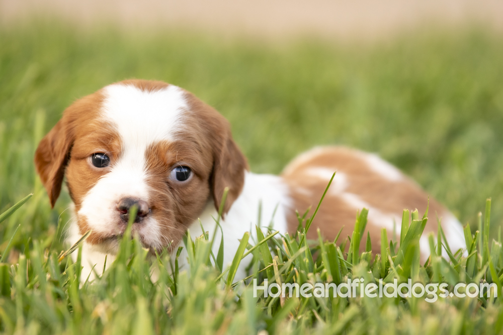 Tink X Tori 2026 4 weeks old orange male 1_1