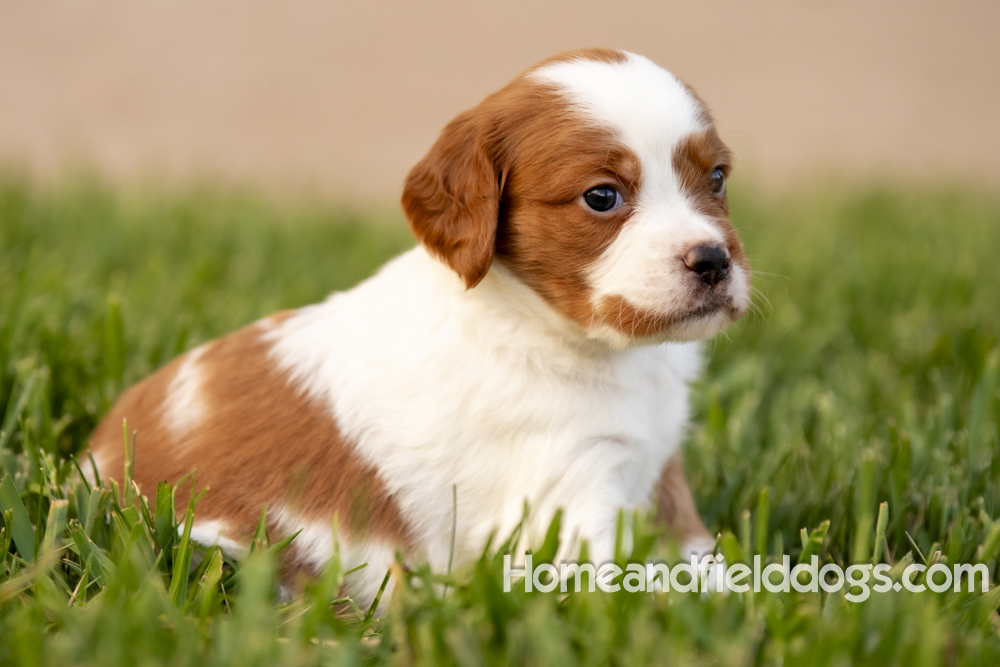 Tink X Tori 2026 4 weeks old orange male 1_10