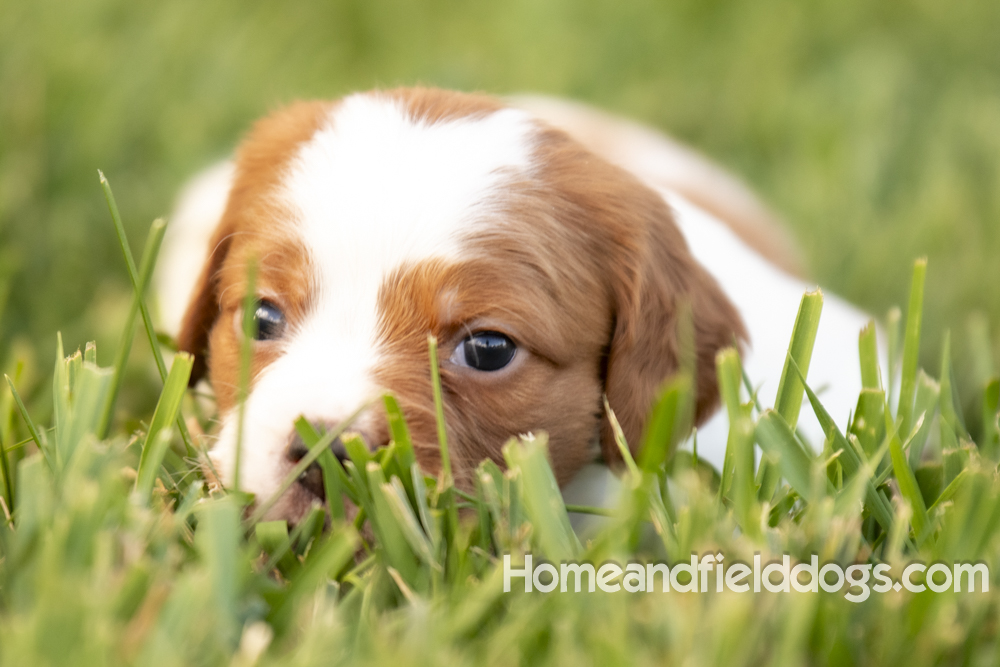 Tink X Tori 2026 4 weeks old orange male 1_11