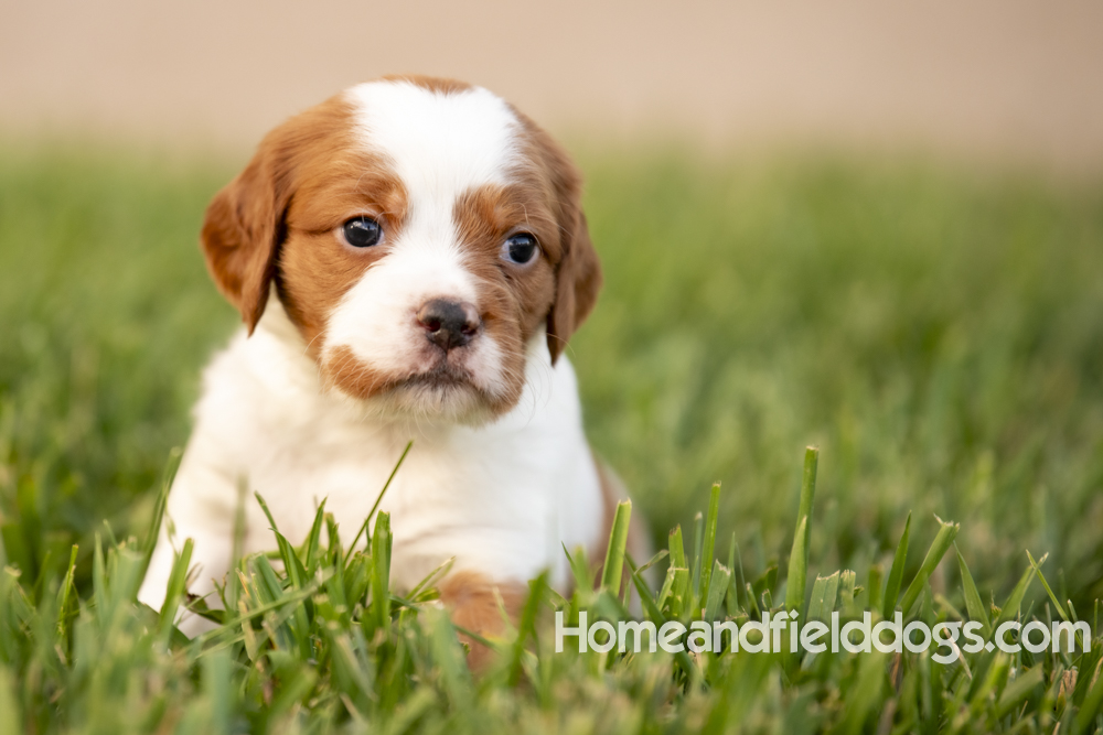 Tink X Tori 2026 4 weeks old orange male 1_14