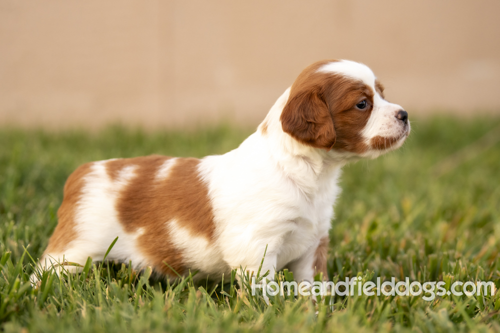 Tink X Tori 2026 4 weeks old orange male 1_17