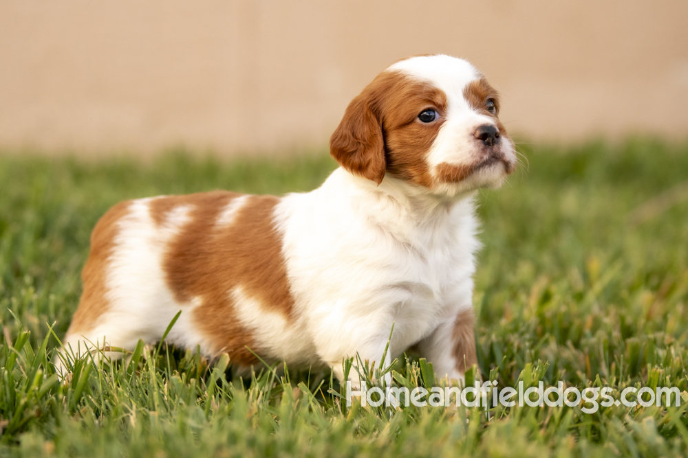 Tink X Tori 2026 4 weeks old orange male 1_19