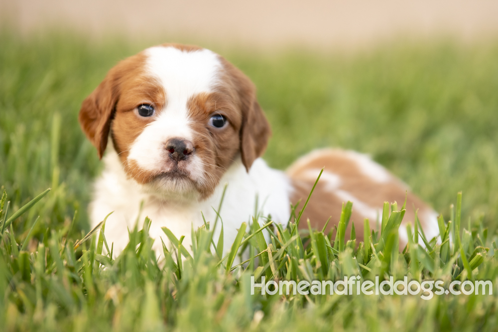 Tink X Tori 2026 4 weeks old orange male 1_2