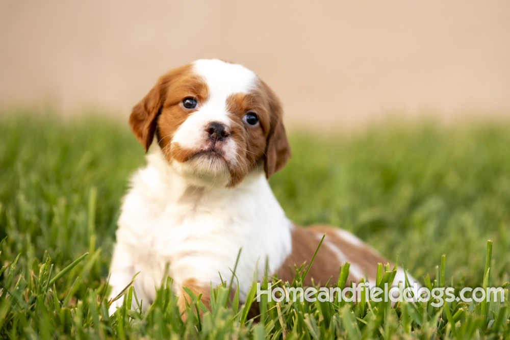 Tink X Tori 2026 4 weeks old orange male 1_3