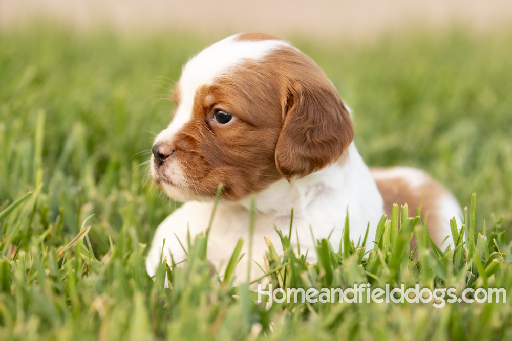 Tink X Tori 2026 4 weeks old orange male 1_4