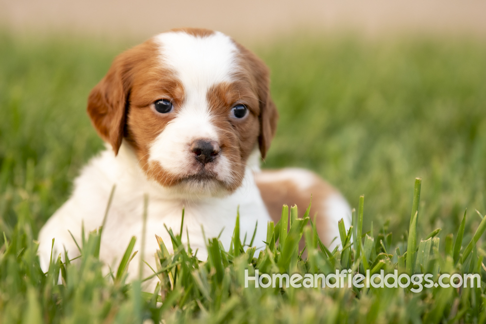 Tink X Tori 2026 4 weeks old orange male 1_5