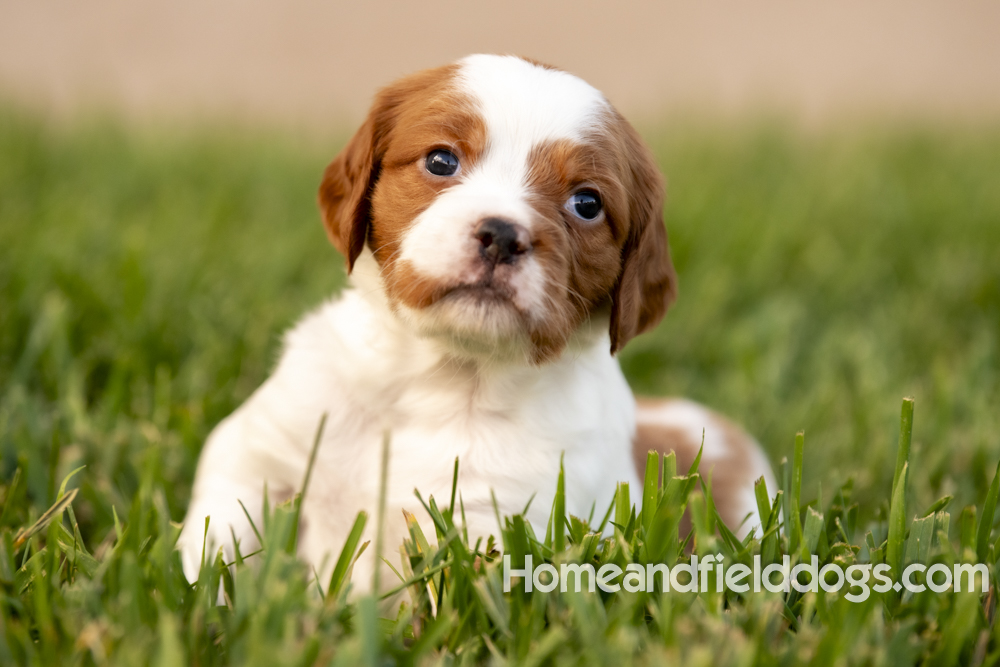 Tink X Tori 2026 4 weeks old orange male 1_6