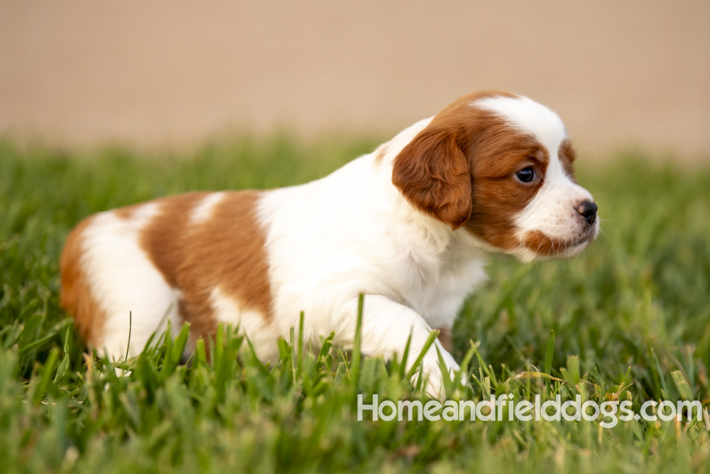 Tink X Tori 2026 4 weeks old orange male 1_7