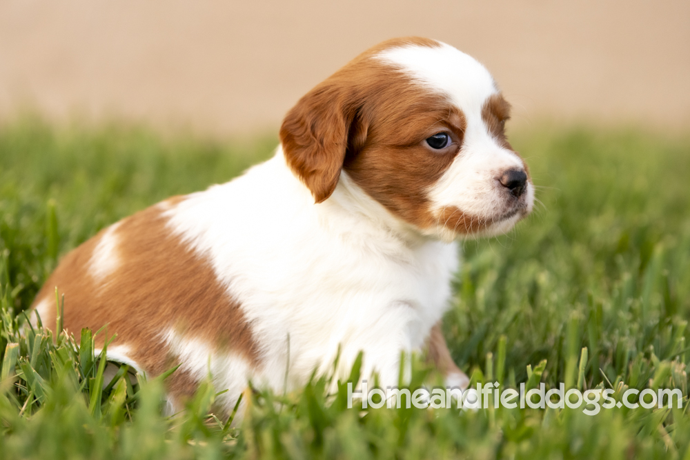 Tink X Tori 2026 4 weeks old orange male 1_8