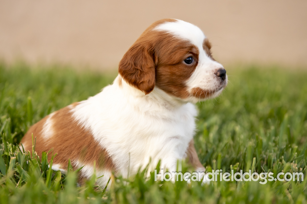 Tink X Tori 2026 4 weeks old orange male 1_9