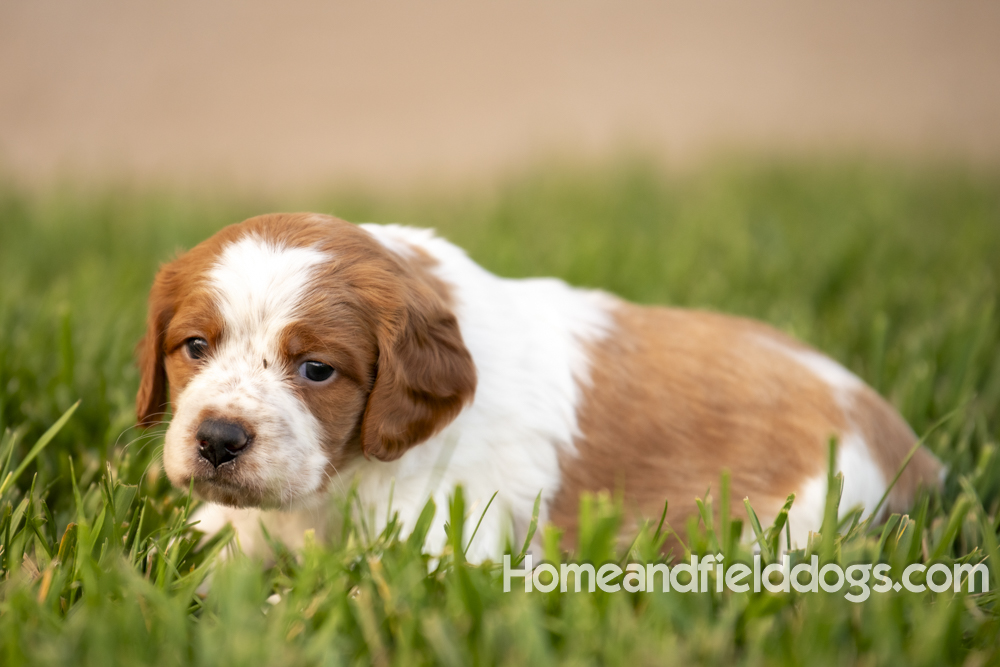 Tink X Tori 2026 4 weeks old orange male 2