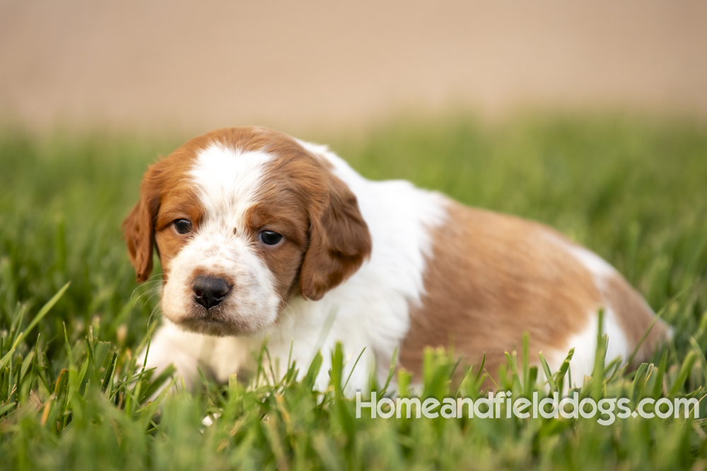 Tink X Tori 2026 4 weeks old orange male 2_1