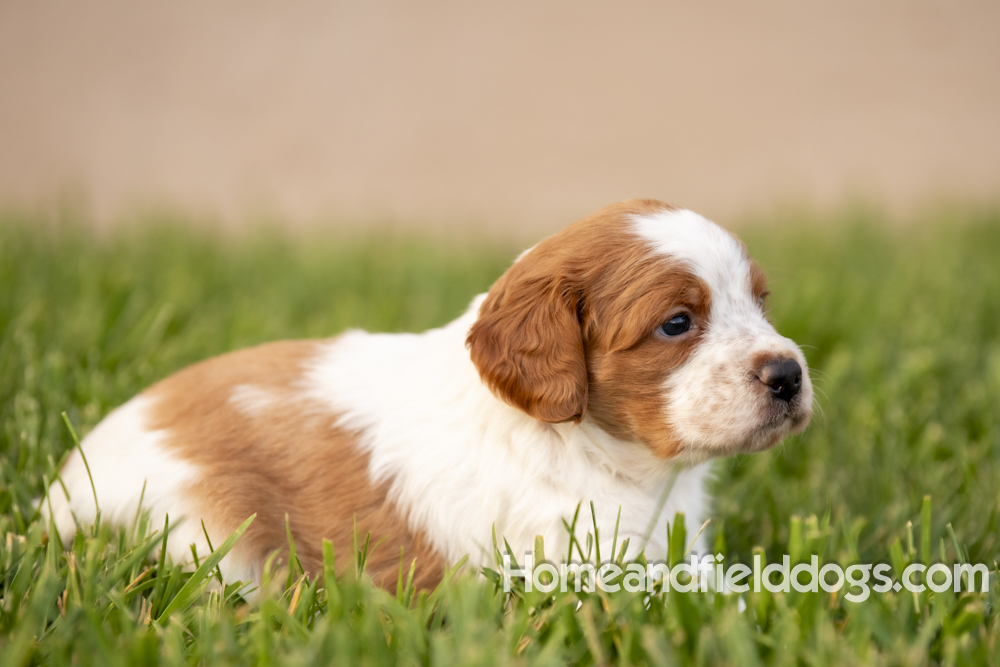 Tink X Tori 2026 4 weeks old orange male 2_10