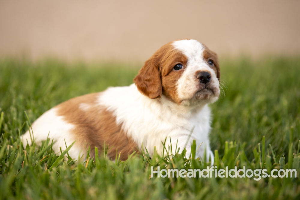 Tink X Tori 2026 4 weeks old orange male 2_12