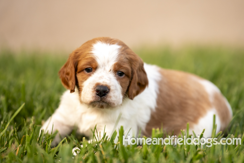 Tink X Tori 2026 4 weeks old orange male 2_2