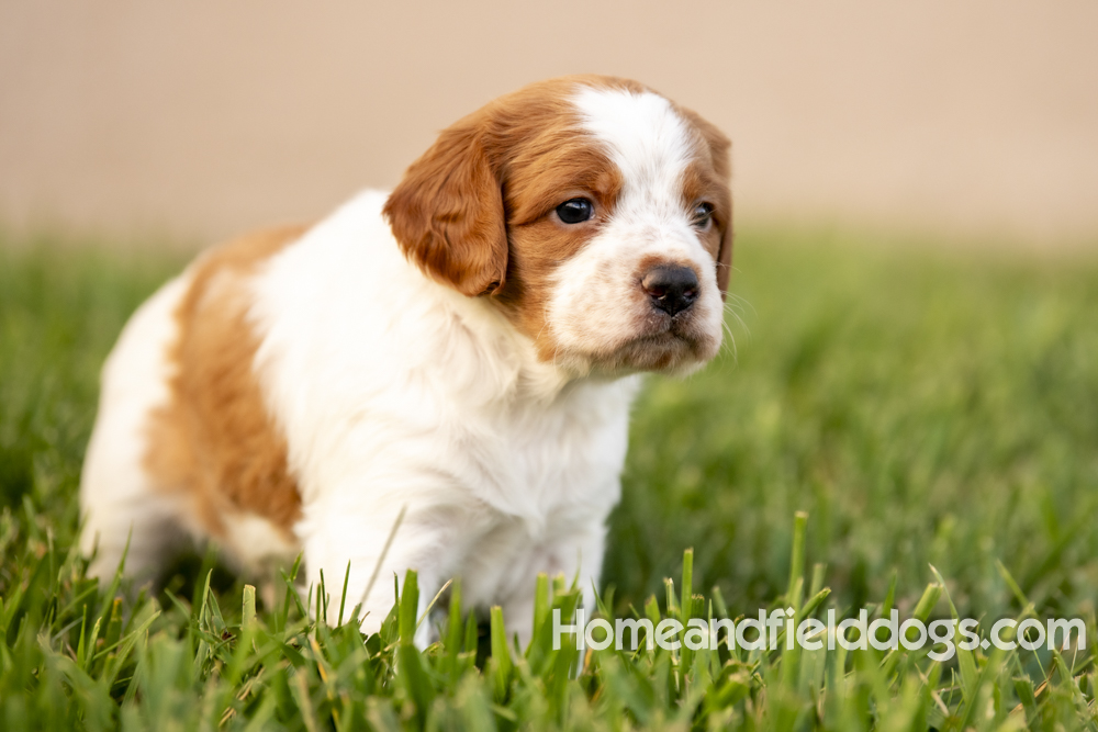 Tink X Tori 2026 4 weeks old orange male 2_3