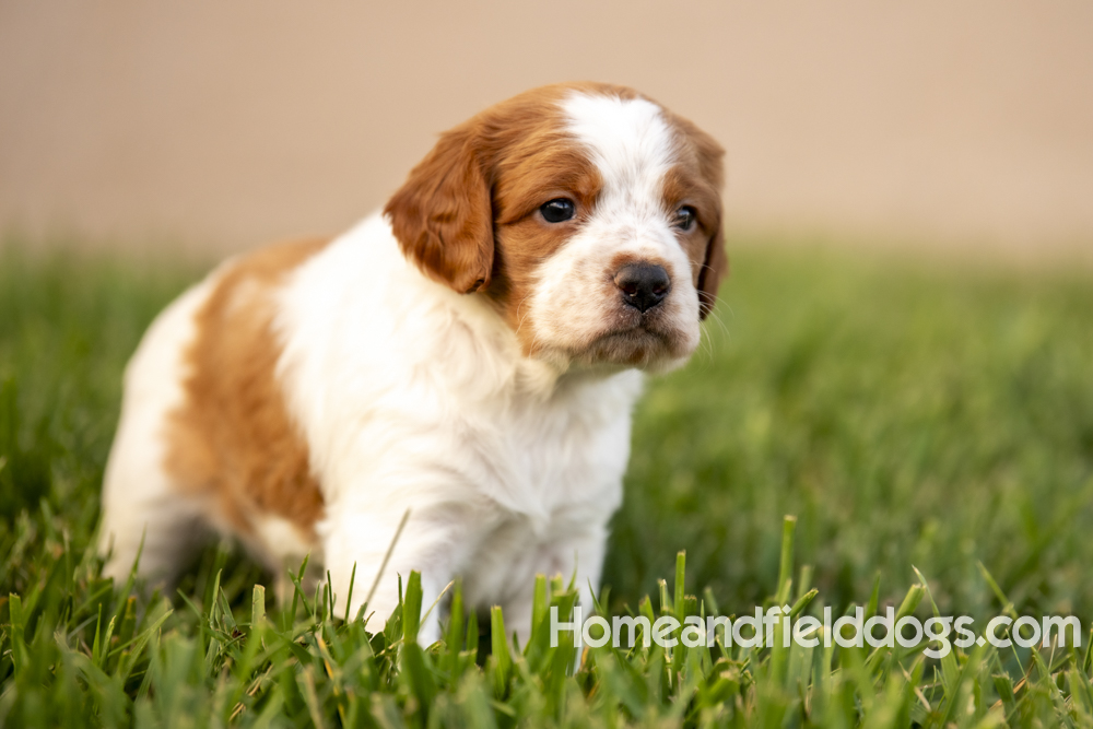 Tink X Tori 2026 4 weeks old orange male 2_4