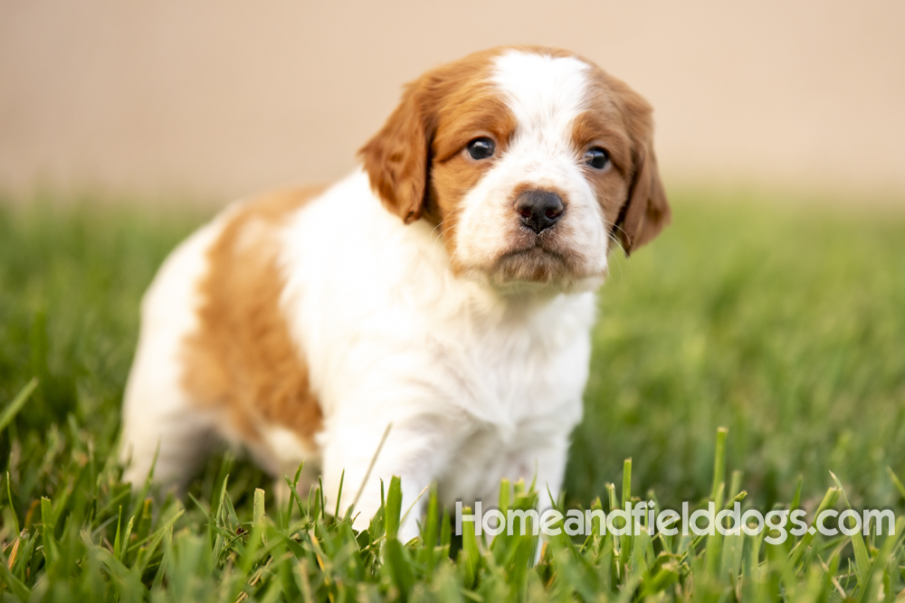 Tink X Tori 2026 4 weeks old orange male 2_5