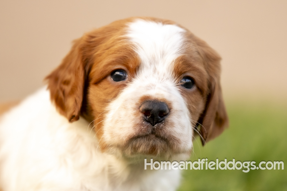 Tink X Tori 2026 4 weeks old orange male 2_6
