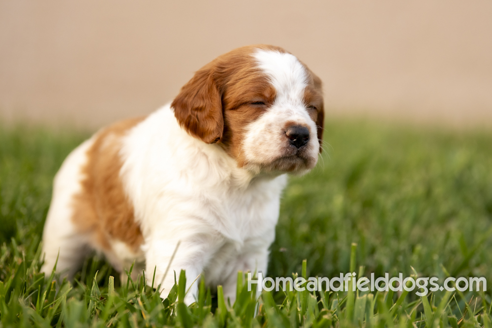 Tink X Tori 2026 4 weeks old orange male 2_7
