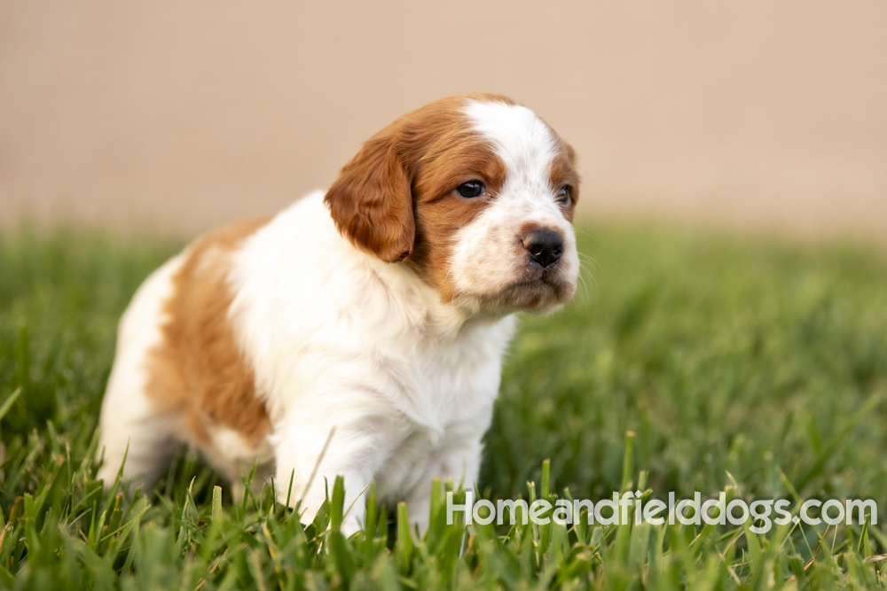 Tink X Tori 2026 4 weeks old orange male 2_8