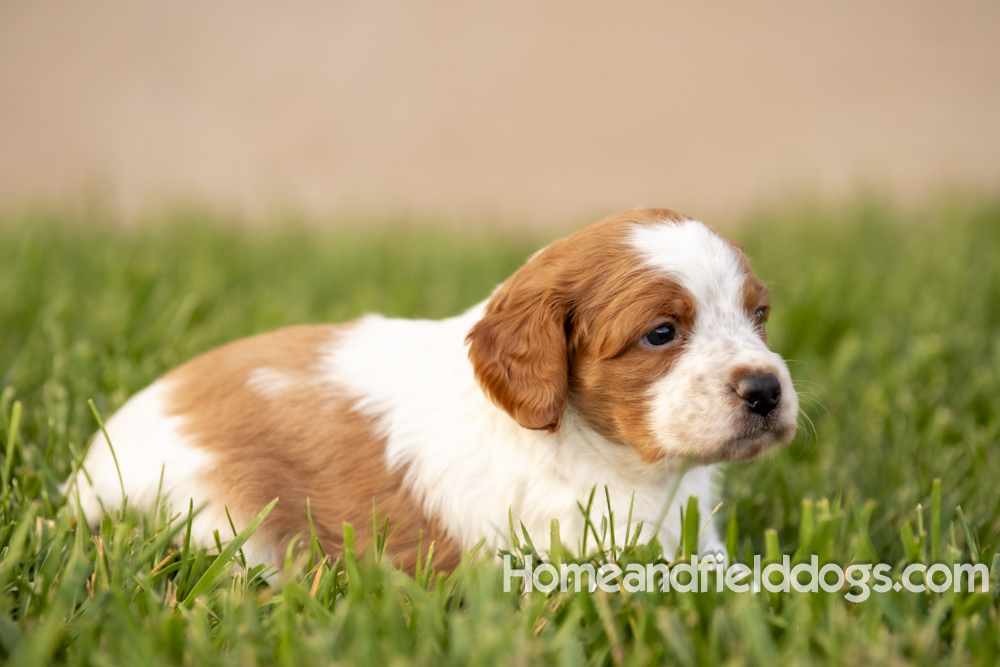 Tink X Tori 2026 4 weeks old orange male 2_9
