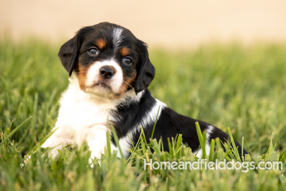 Tink X Tori 2026 4 weeks old tricolor female 1_2