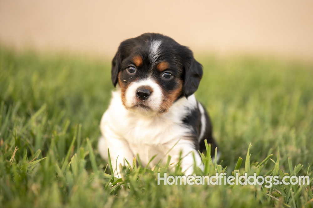 Tink X Tori 2026 4 weeks old tricolor female 1_3