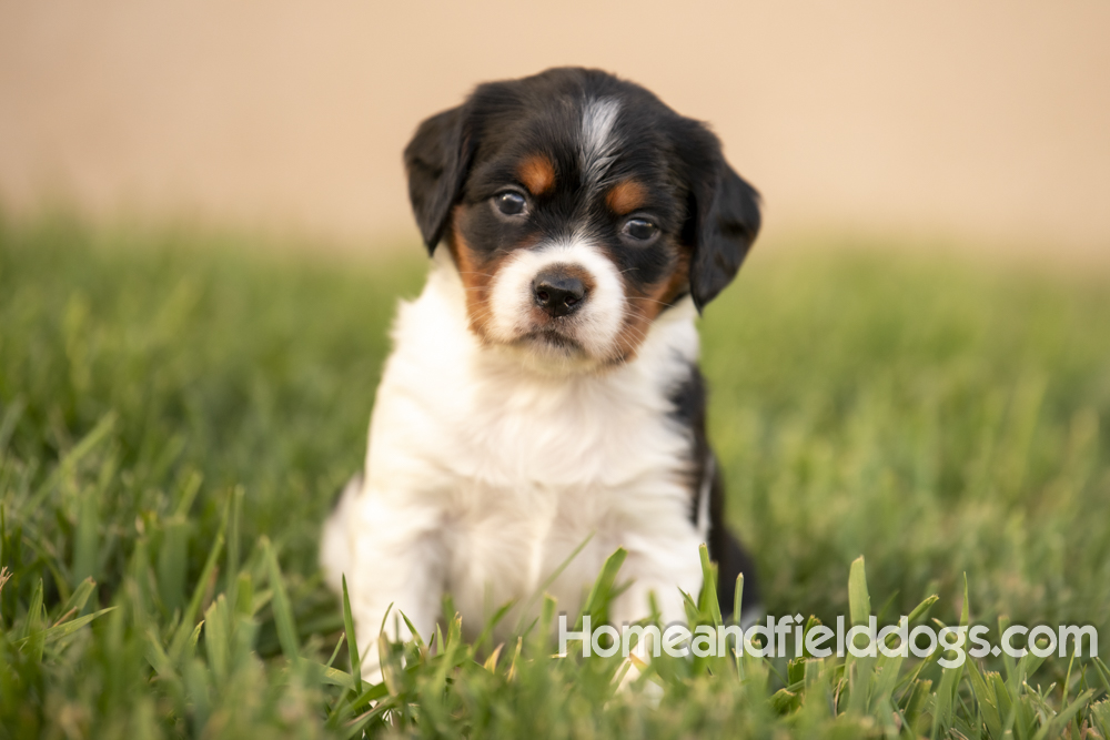 Tink X Tori 2026 4 weeks old tricolor female 1_4