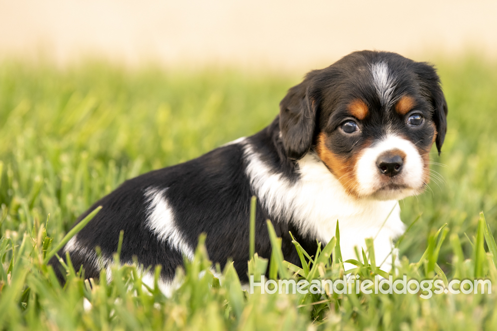 Tink X Tori 2026 4 weeks old tricolor female 1_5