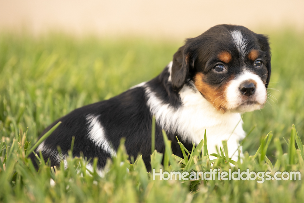 Tink X Tori 2026 4 weeks old tricolor female 1_7
