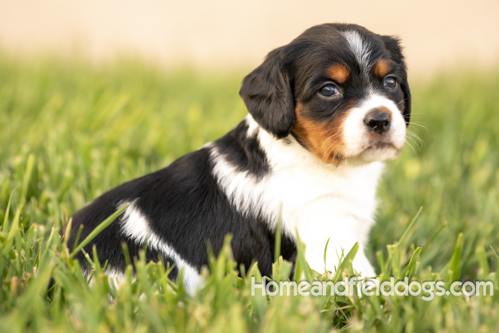 Tink X Tori 2026 4 weeks old tricolor female 1_8
