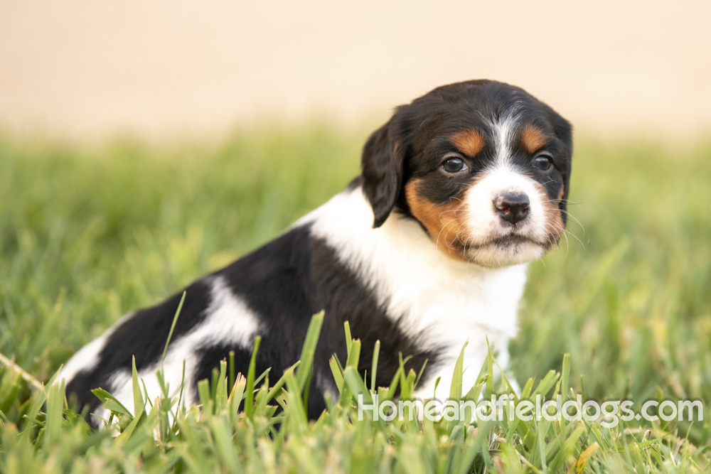 Tink X Tori 2026 4 weeks old tricolor female 2_10