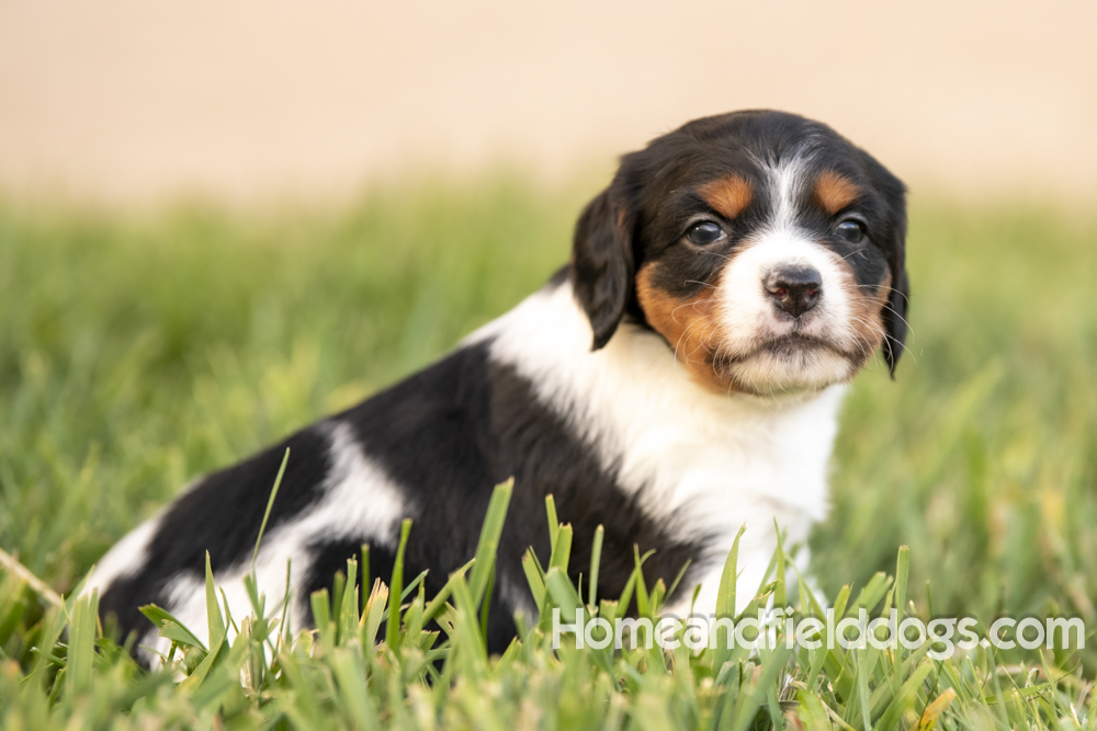 Tink X Tori 2026 4 weeks old tricolor female 2_11